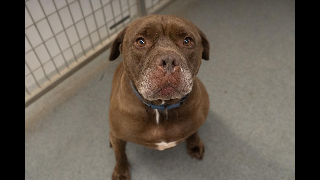 Enlarge Thor, a Adoptable Staffordshire Bull Terrier in Kingman, KS video 6/6