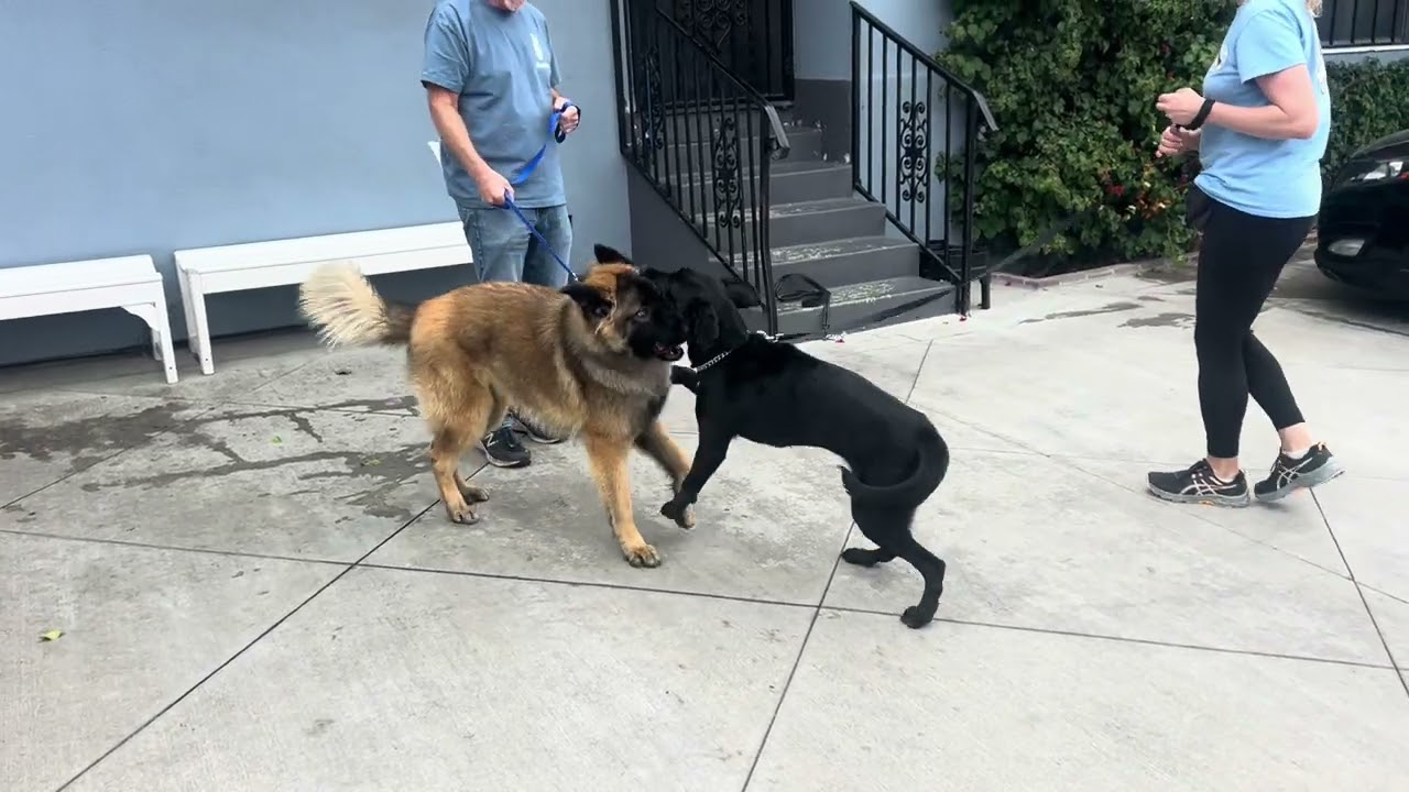 Enlarge Ebony von Elsberg, a Adoptable mixed breed in Los Angeles, CA video 2/6