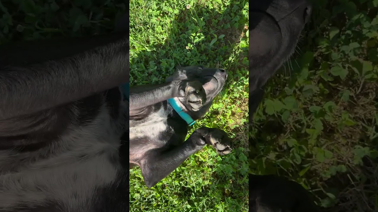 Enlarge Nico, a Adoptable mixed breed in Nashville, TN video 6/6