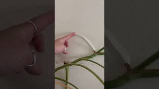 Download lagu You ever have a plant grow in your wall? mp3 Download lagu You ever have a plant grow in your wall? mp3