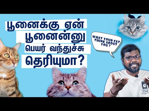 Decoding how cats communicate with us|நம்மை அடிமைகளாக பார்க்கும் பூனைகள் |BigBang Bogan