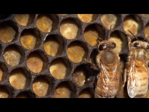 Ako včely vyrábajú med... a chleba?