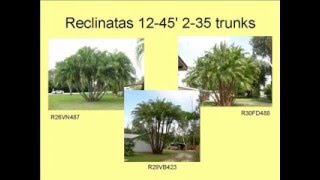 Sunscape-Landscape-Nursery-Palm-Trees.wmv