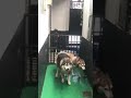 AGOUTI MALE HUSKY NATURAL BREEDING PUPPIES KrungKrung2017