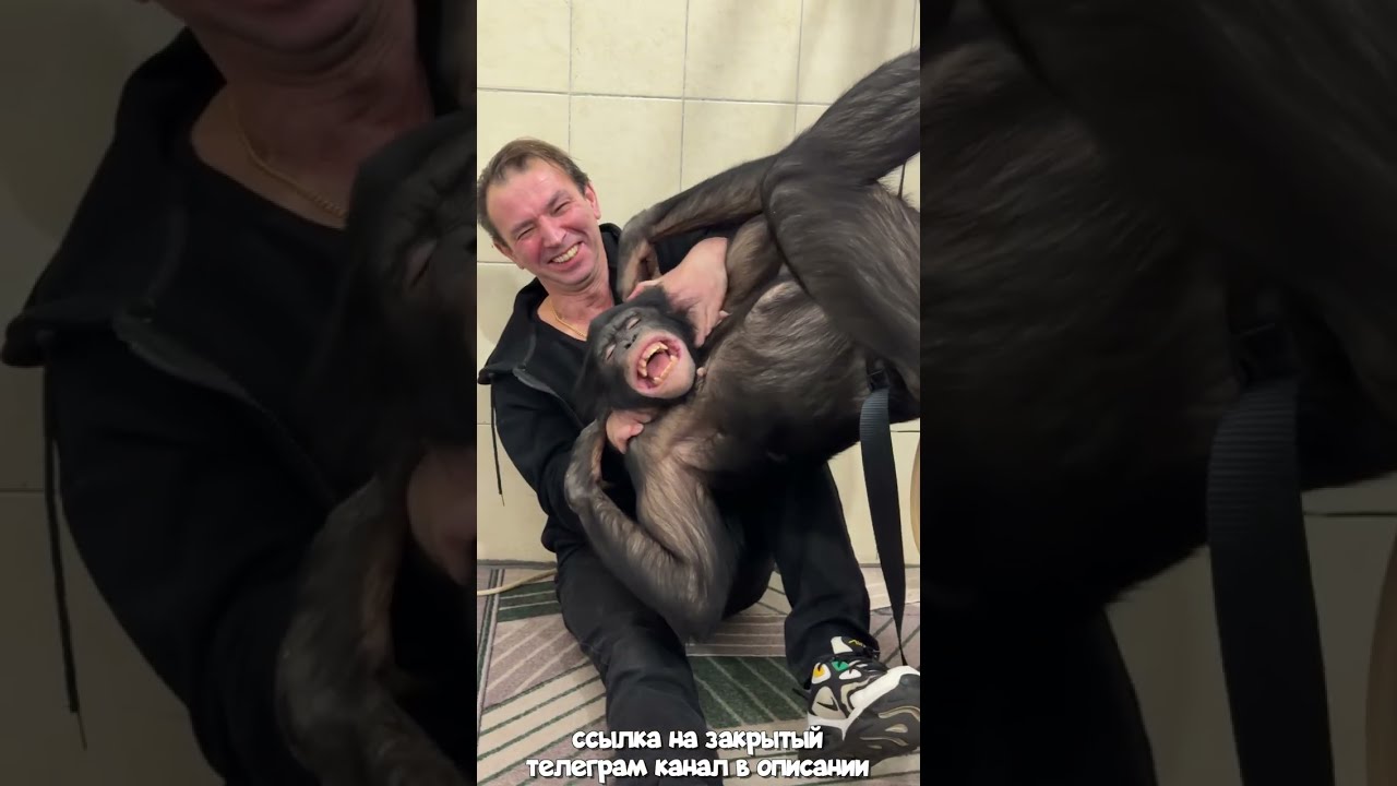 Напоили Шимпанзе? Обезьяна Стоит на Ушах После Благотворительного Представ?