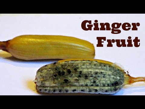 Ginger Fruit Review - Weird Fruit Explorer Ep. 141