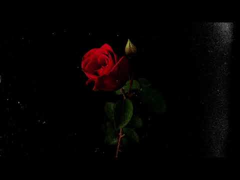 (FREE) Drake x The Weeknd Type Beat - Red Roses Ft. Travis Scott