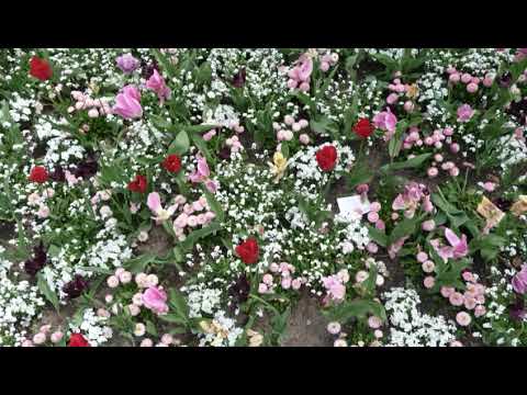 Der Herr segne dich jp martini