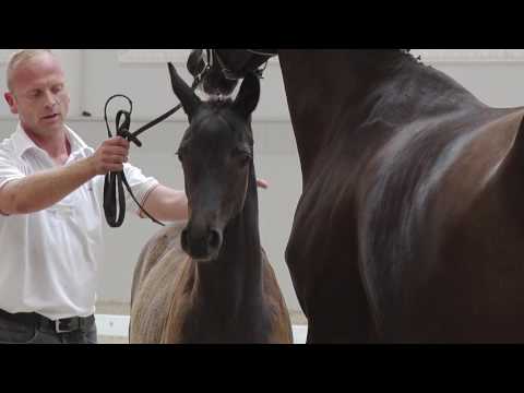 Oldenburger Stutfohlen vom Morricone