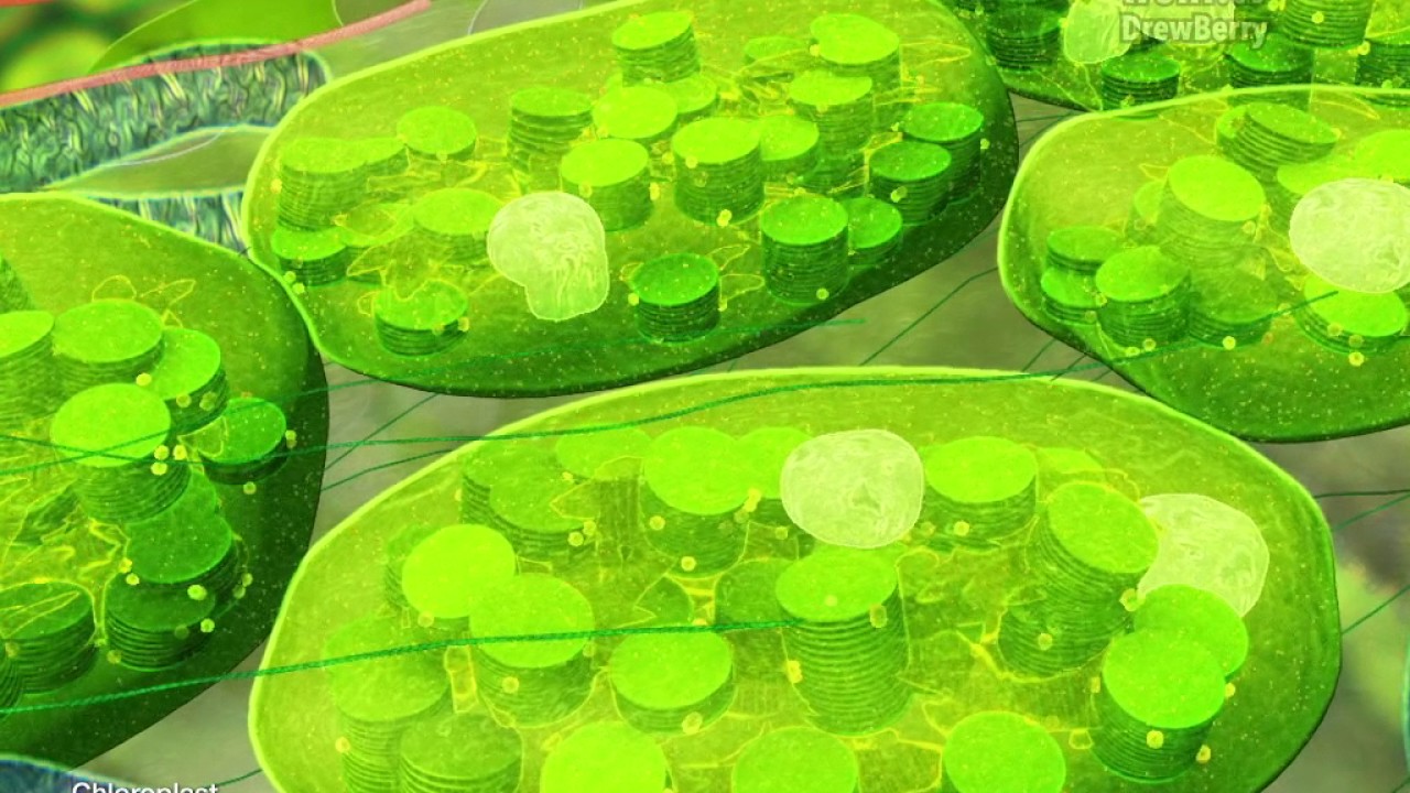 Cell Organelles 10 Plant Cells