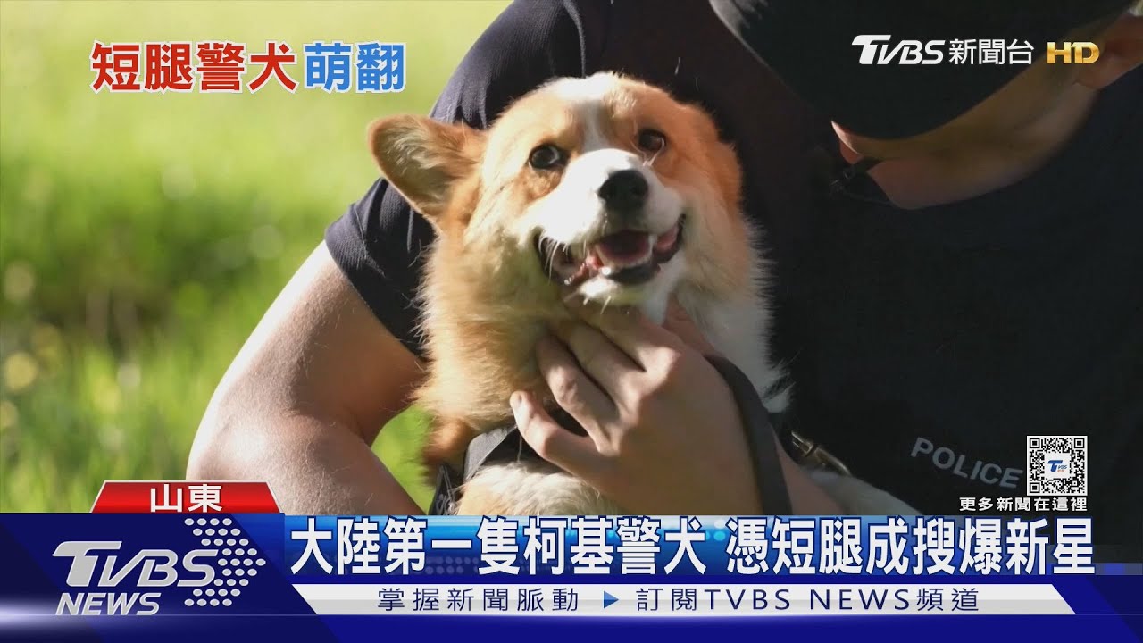 大陸第一隻柯基警犬 憑短腿成搜爆新星