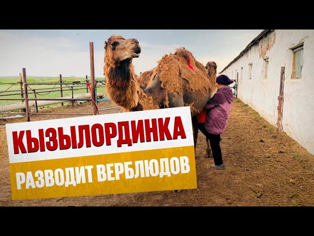 Королева степей: кызылординка добилась успеха в разведении верблюдов