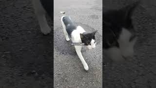 Download lagu #remix #music #dj #musik #party #soundbungkusbungkusakudong #dctiktok #djpanda #a mp3 Download lagu #remix #music #dj #musik #party #soundbungkusbungkusakudong #dctiktok #djpanda #a mp3