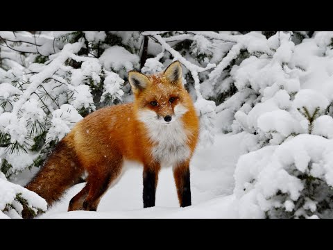Winter in the Wild, Beautiful Relaxing Music, Peaceful Soothing Instrumental Music by Tim Janis