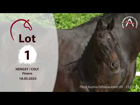 🍀 Lot01 - Finero - www.fohlenauktion.at 🍀