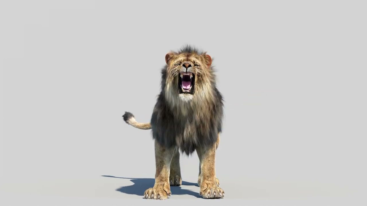 Animated Lion Fur 3D Model