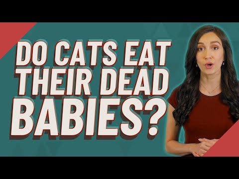 Do cats eat their dead babies?