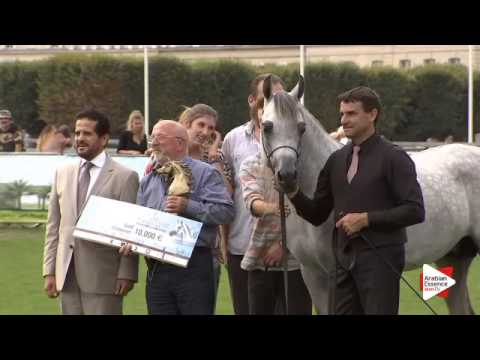 1st Place N.87 MAHDER AL JAMAL - Chantilly 2015 ABCE - Stallions Championship (Class 16)