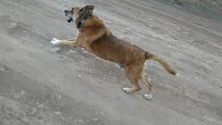 Sen the external pup