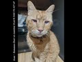 Tuxie S Legacy Vader Crew And Rescue Update 02 08 2024