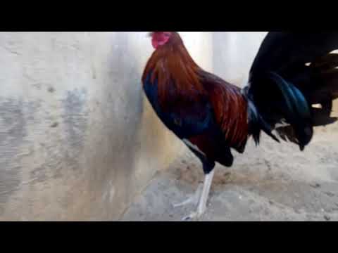 Pollo en 3 líneas, Rh/kelso 20k/leiper