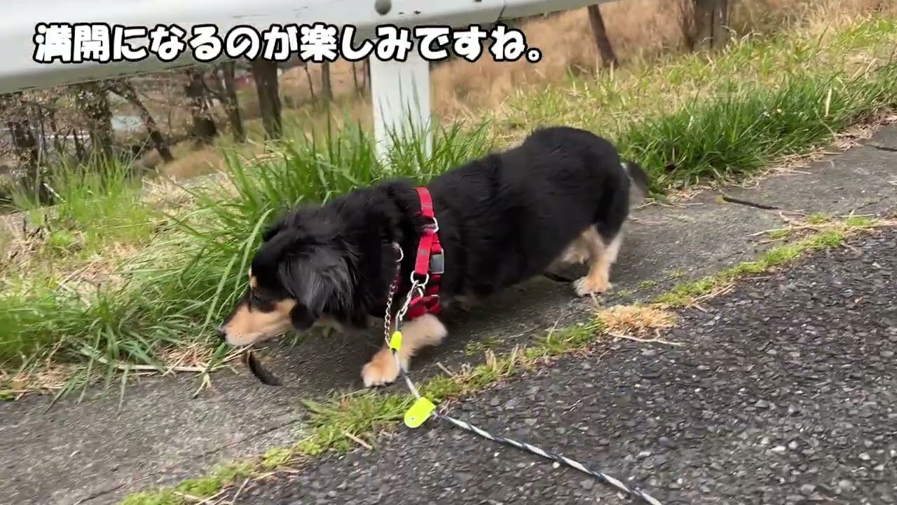 山桜二、三分咲き