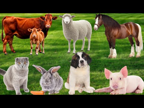 Cute Animals Compilation: Puppy, Pig, Horse, Sheep, Cow, Goat, Cat, Rabbit – Animal Videos