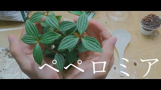 【ボイスロイド】ペペロミアの植え替え【観葉植物】