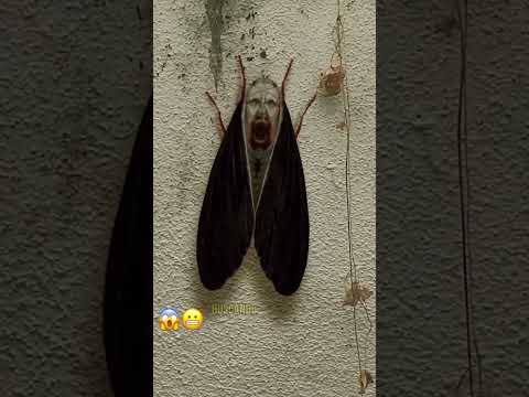 🪲 Insects inspired by characters