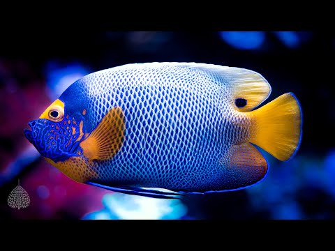 3 Hours of 4K Stunning Aquarium, 528 Hz Music, Beautiful Aquarium Coral Reef Fish, Ocean Fish