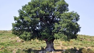 MEŞELER GÖVERMİŞ - NEZAHAT BAYRAM