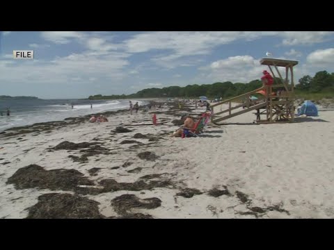 Maine will have shark warning after fatal attack last year | newscentermaine.com