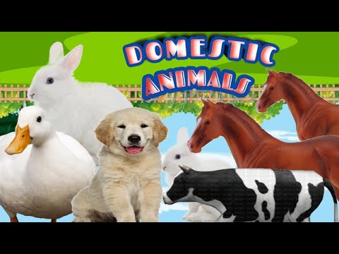 DOMESTIC ANIMALS | ANMALS NAME | LEARNING DOMESTIC ANIMALS NAME | @bhavya kids Tv