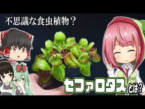 アンディーブ、フリゼレタス 植物
