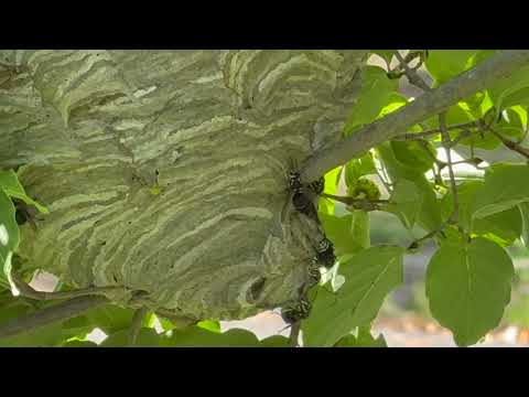 Bald-Faced Hornets Like to Hang in Sewaren, NJ