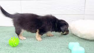 ハーフ犬の動画01