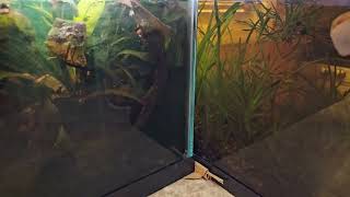 Betta Update, the King is Dead!