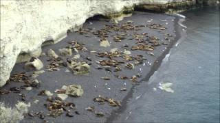 Laurie Anderson - Big Science