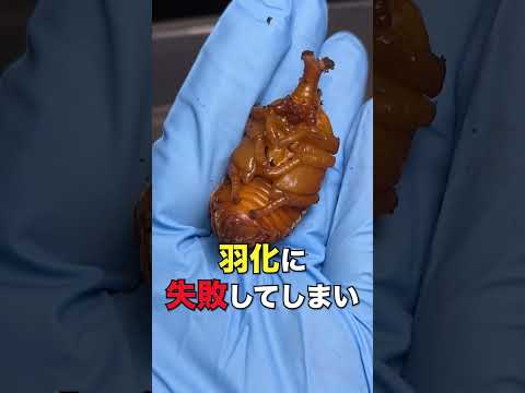 ブト-2-イン-1,4-ジオール