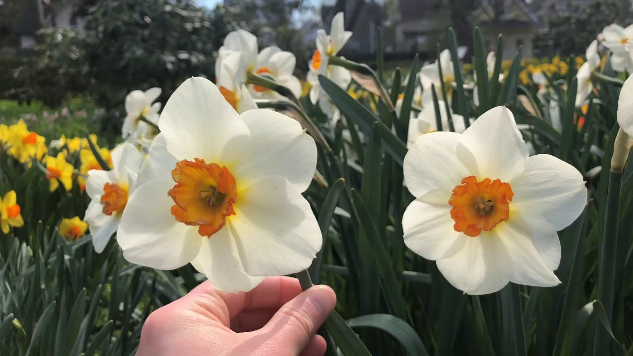 Barrett Browning Daffodils | Bulbs in Bloom
