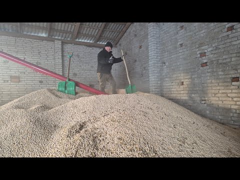 LOADING AND SELLING PEA. FINALLY, WHEAT BEGAN TO INCREASE IN PRICE.