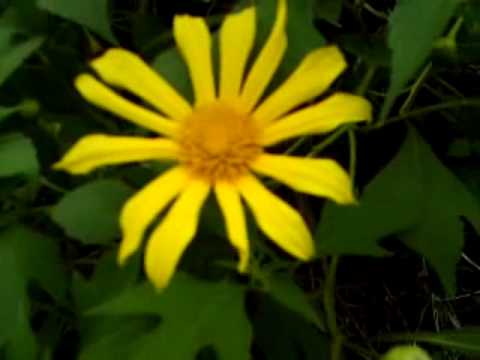 download lagu mp3 mp4 Yellow Coneflower Leaves, download lagu Yellow Coneflower Leaves gratis, unduh video klip Yellow Coneflower Leaves