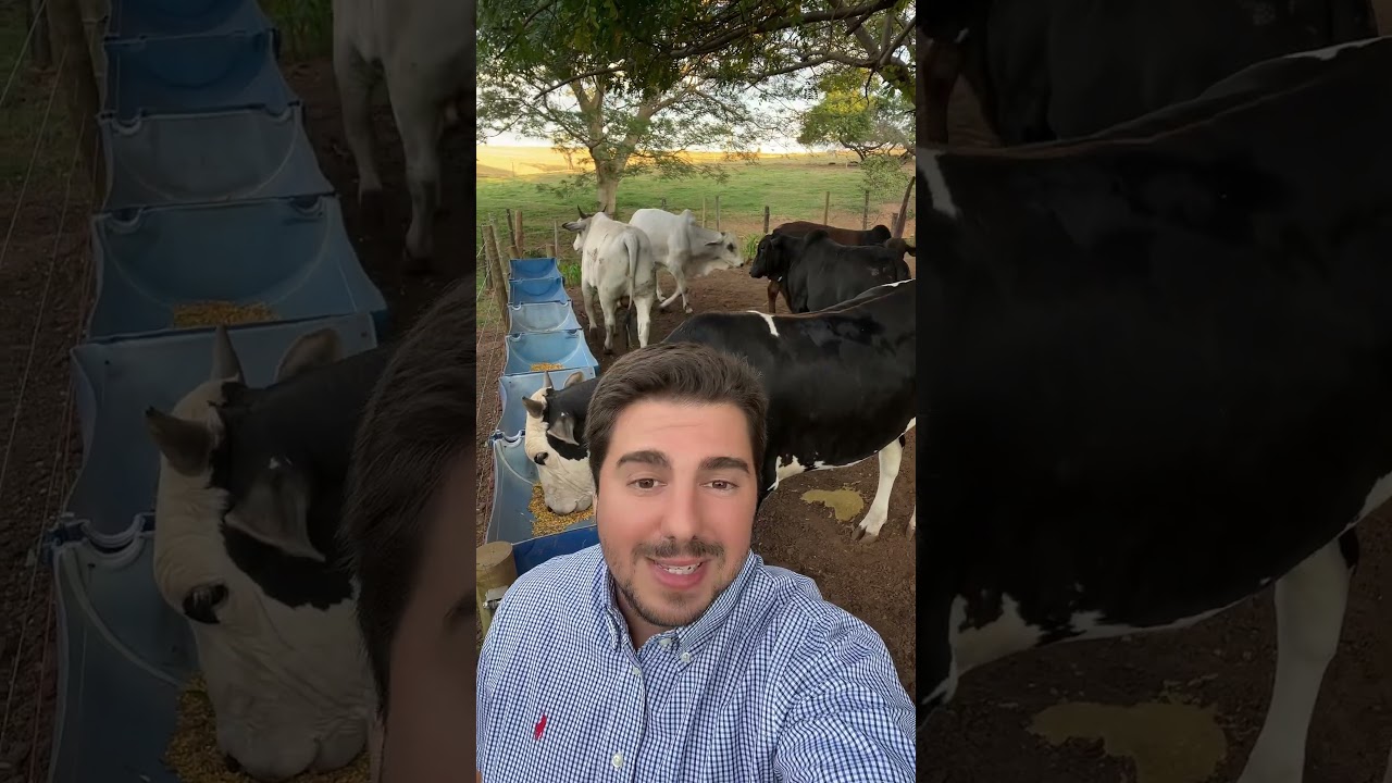 🎯 Curso Confinamento grão inteiro - da compra ao abate #manejodepasto #pecuaria #confinamento