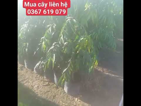 Cây Giống Tổng Hợp