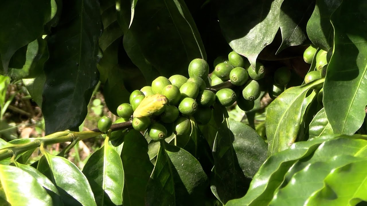 Morador de José Boiteux aposta no café: cultivo raro no Alto Vale ganha espaço
