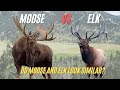 Is an Elk and a Moose The Same? Difference Between Moose and Elk