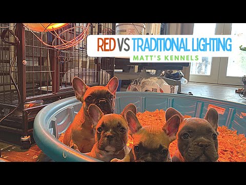 Why I use Red Colored Heat Lamps Better vs. Traditional Heat Lamps (Matt's Kennels, Puppies)