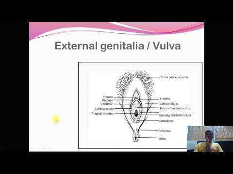 Female Reproductive System Part III