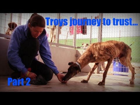 Training with scared Galgo Troy - Part 2