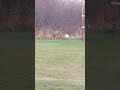 Video Thumbnail for Curious Deer.